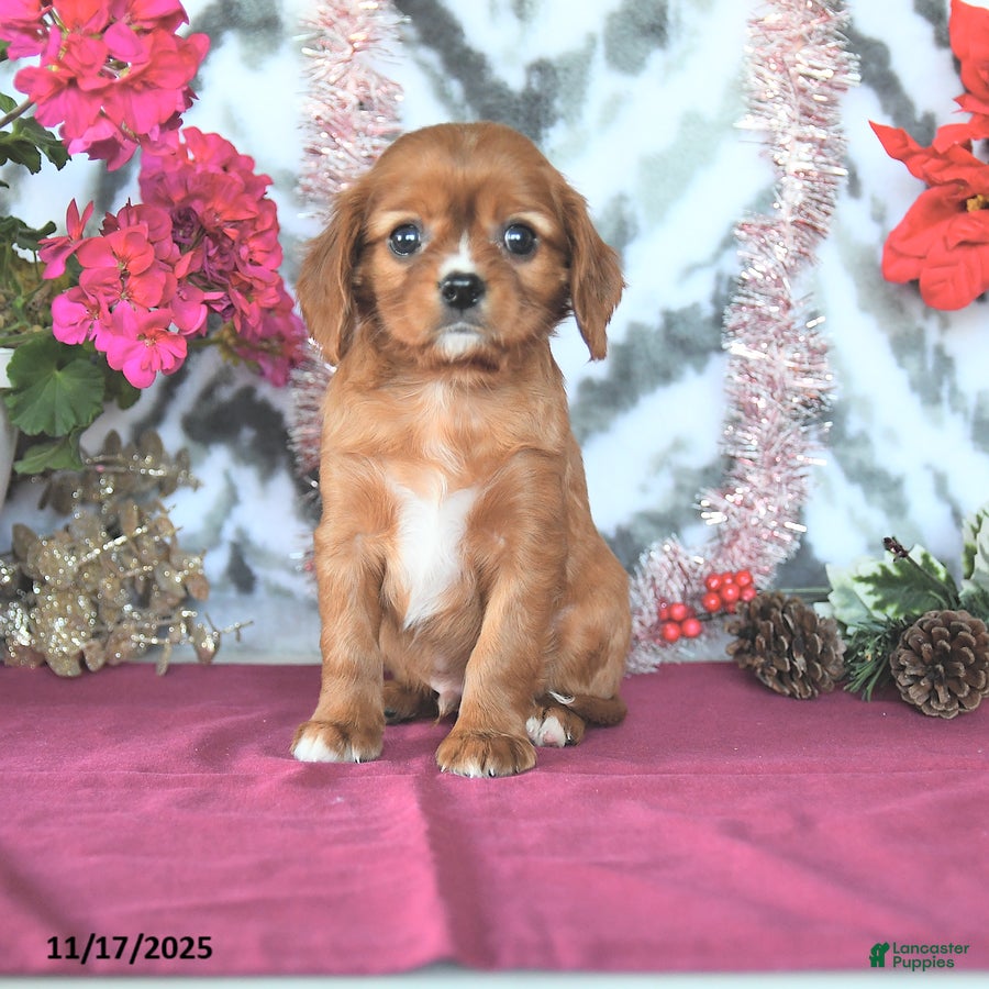 Cavalier King Charles Spaniel dogs Rover - Ad 37
