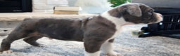Olde English Bulldogge dogs for sale: Bruno - Ad 5
