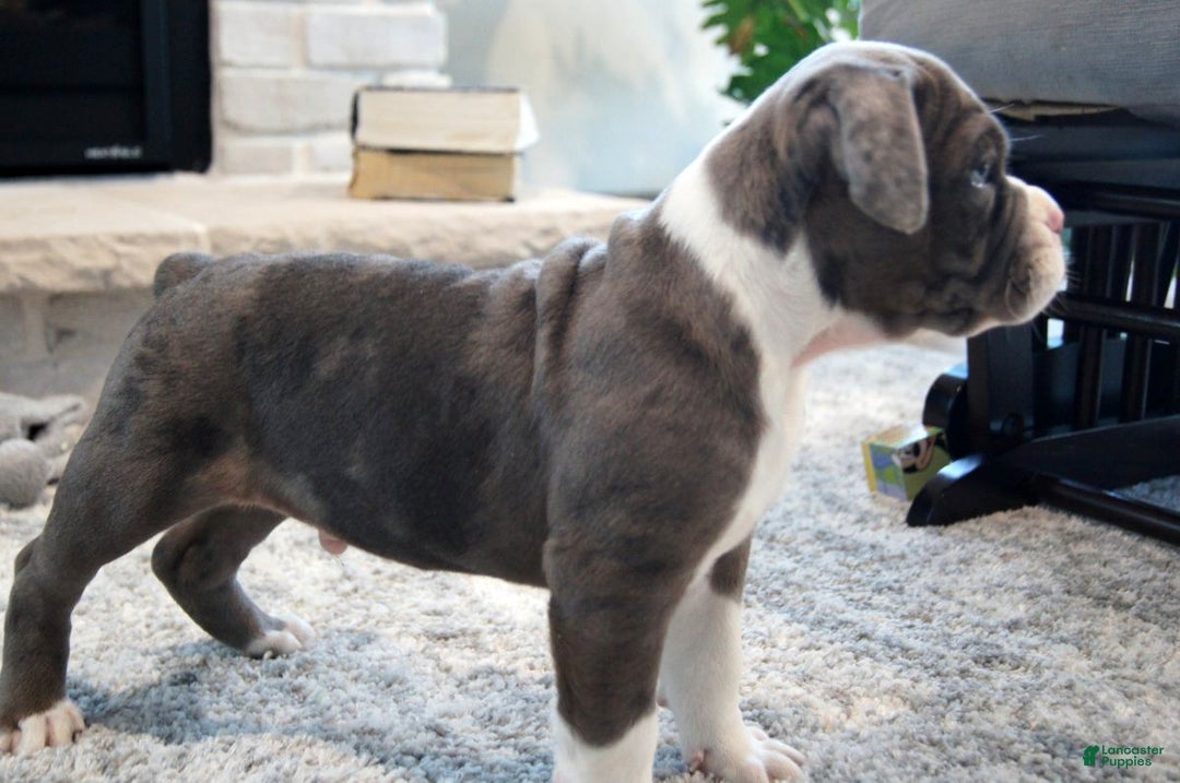 Olde English Bulldogge dogs for sale: Bruno - Ad 5