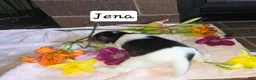 Wire Fox Terrier dogs for sale: (Jena) Wire Fox Terrier 3 - Ad 7