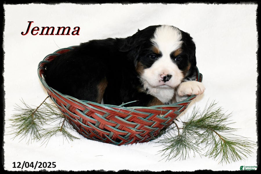 Bernese Mountain Dog dogs Jemma - Ad 11