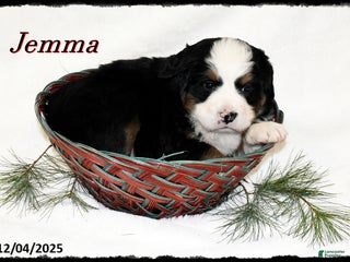 Bernese Mountain Dog dogs Jemma - Ad 18