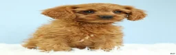 Cavapoo dogs for sale: Waffles 🧇 - Ad 14