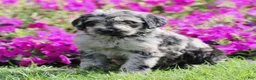 Labradoodle dogs for sale: Marley  - Ad 3