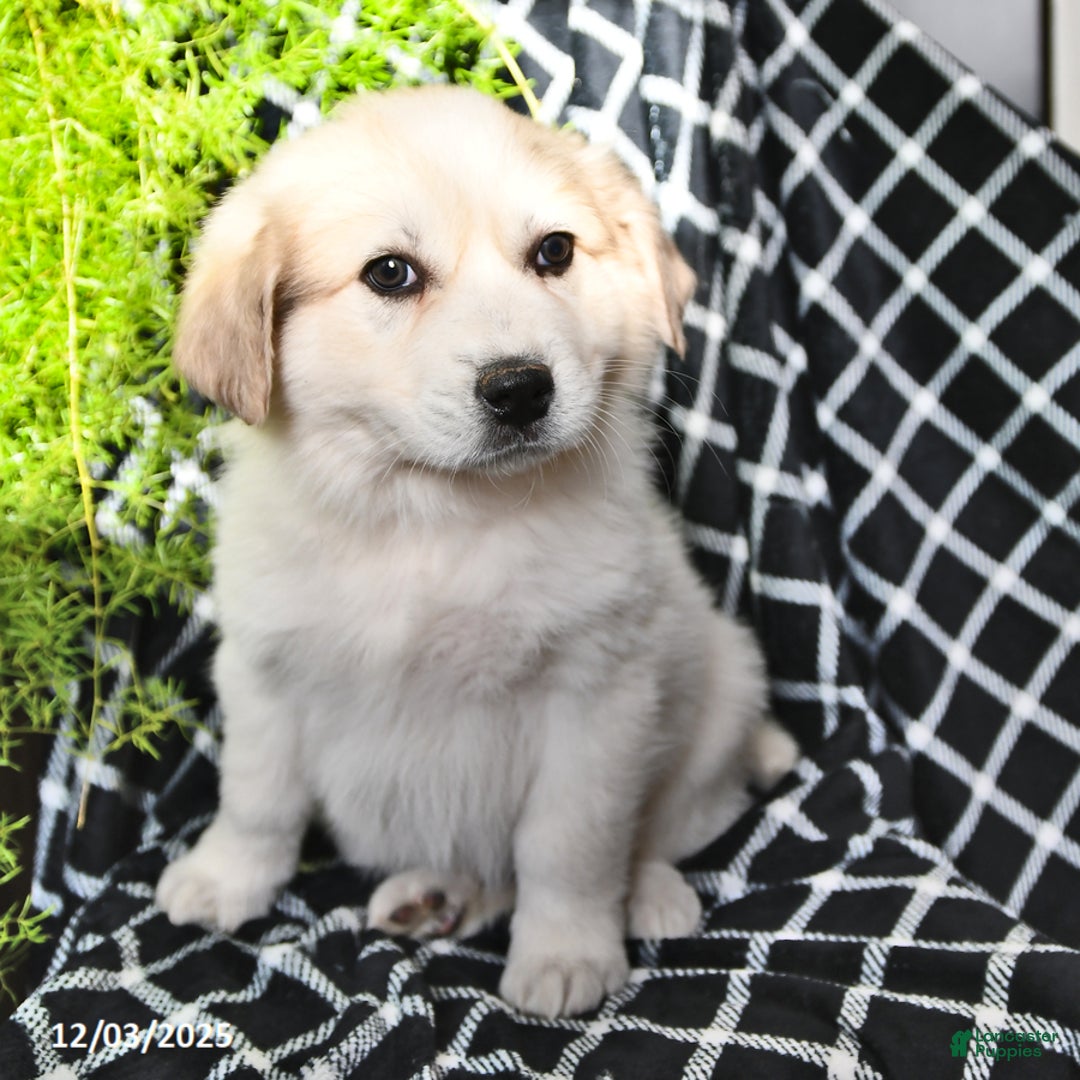 Great Pyrenees dogs for sale: Nicky - Ad 4