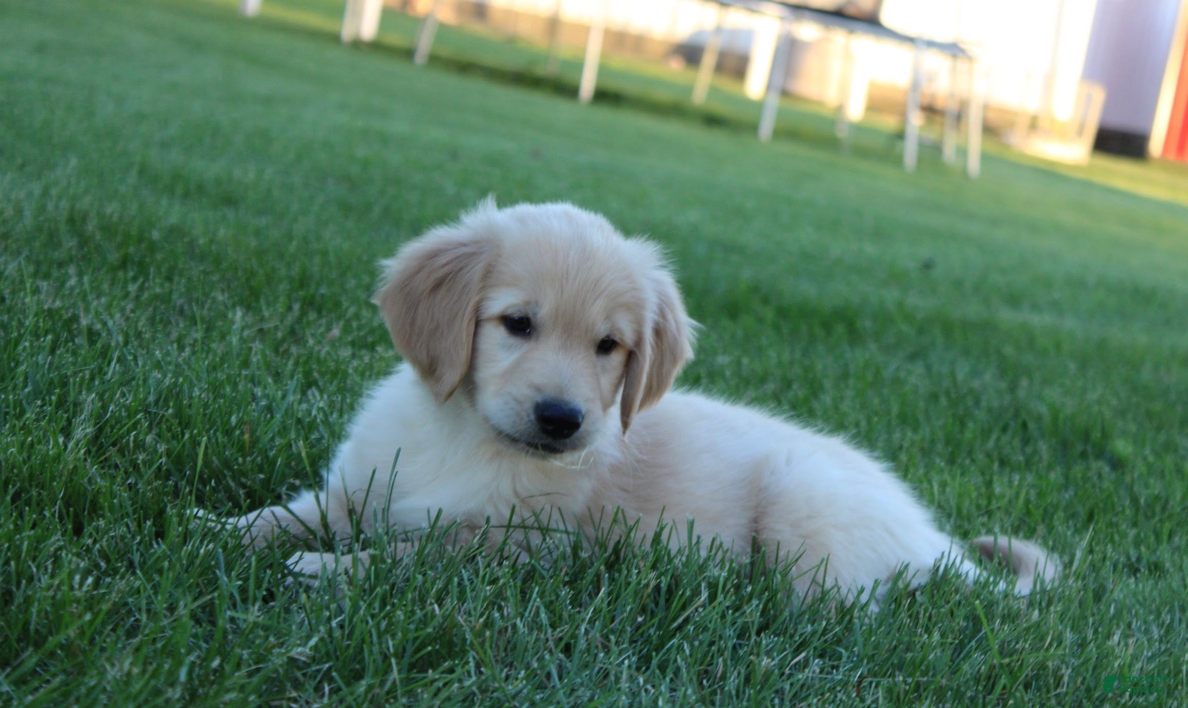 Golden Retriever dogs for sale: Sammy Golden Retriever Puppy  - Ad 6