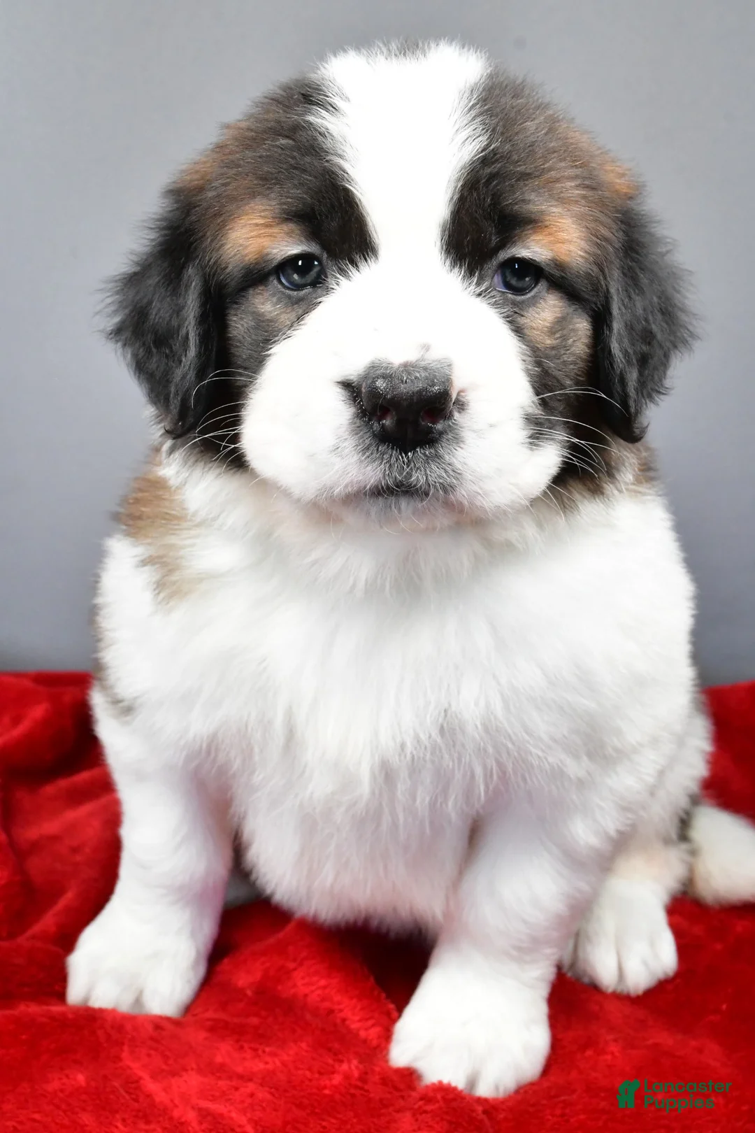 Saint Bernard dogs for sale: nikki - Ad 4