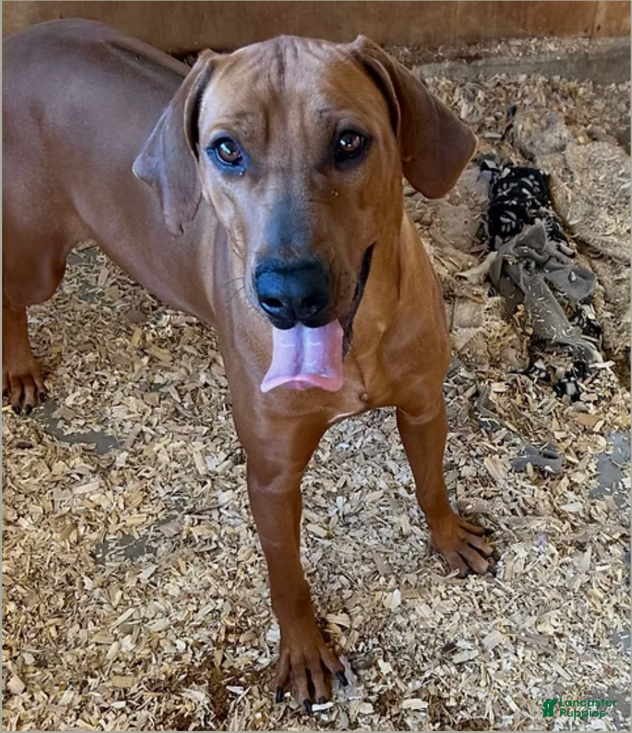 Rhodesian Ridgeback dogs Rhodesian Ridgeback MALE 4 - Ad 2