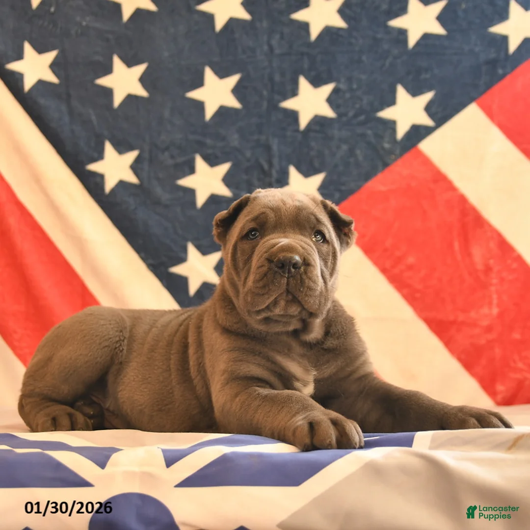 Cane Corso dogs for sale: Irwin  - Ad 2