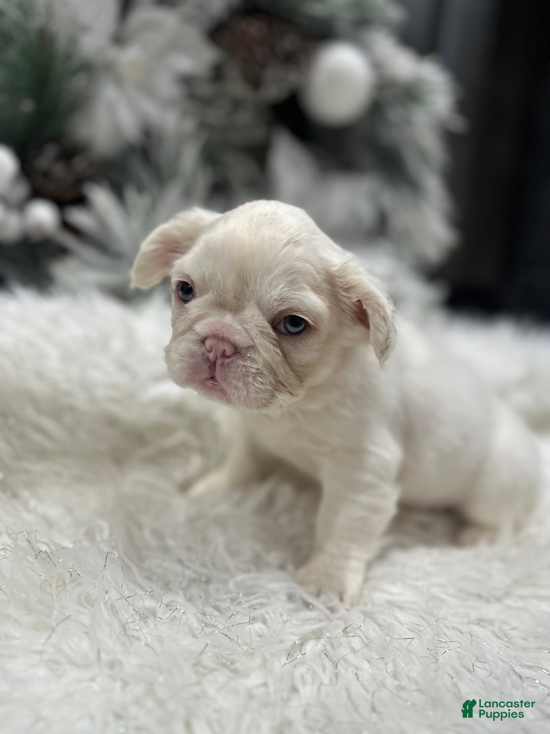 French Bulldog dogs for sale: Lilac and tan platinum fluffy pink carrier  - Ad 4