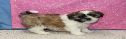 Shih Tzu dogs for sale: Joli - Ad 2