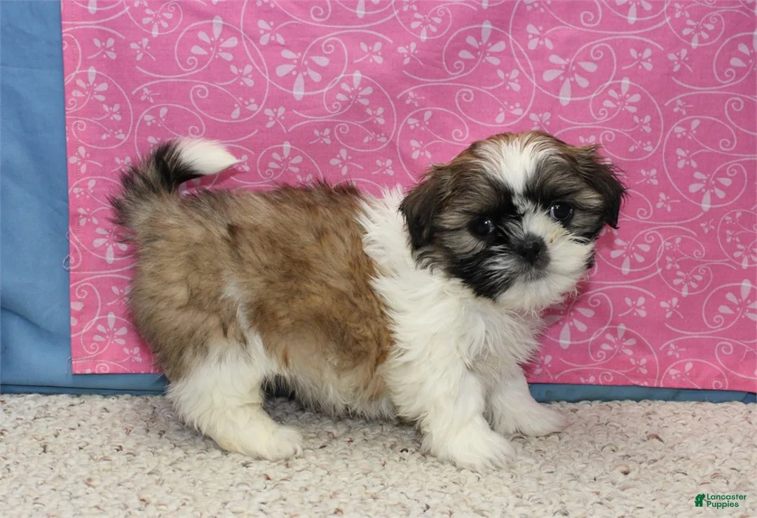 Shih Tzu dogs for sale: Joli - Ad 2
