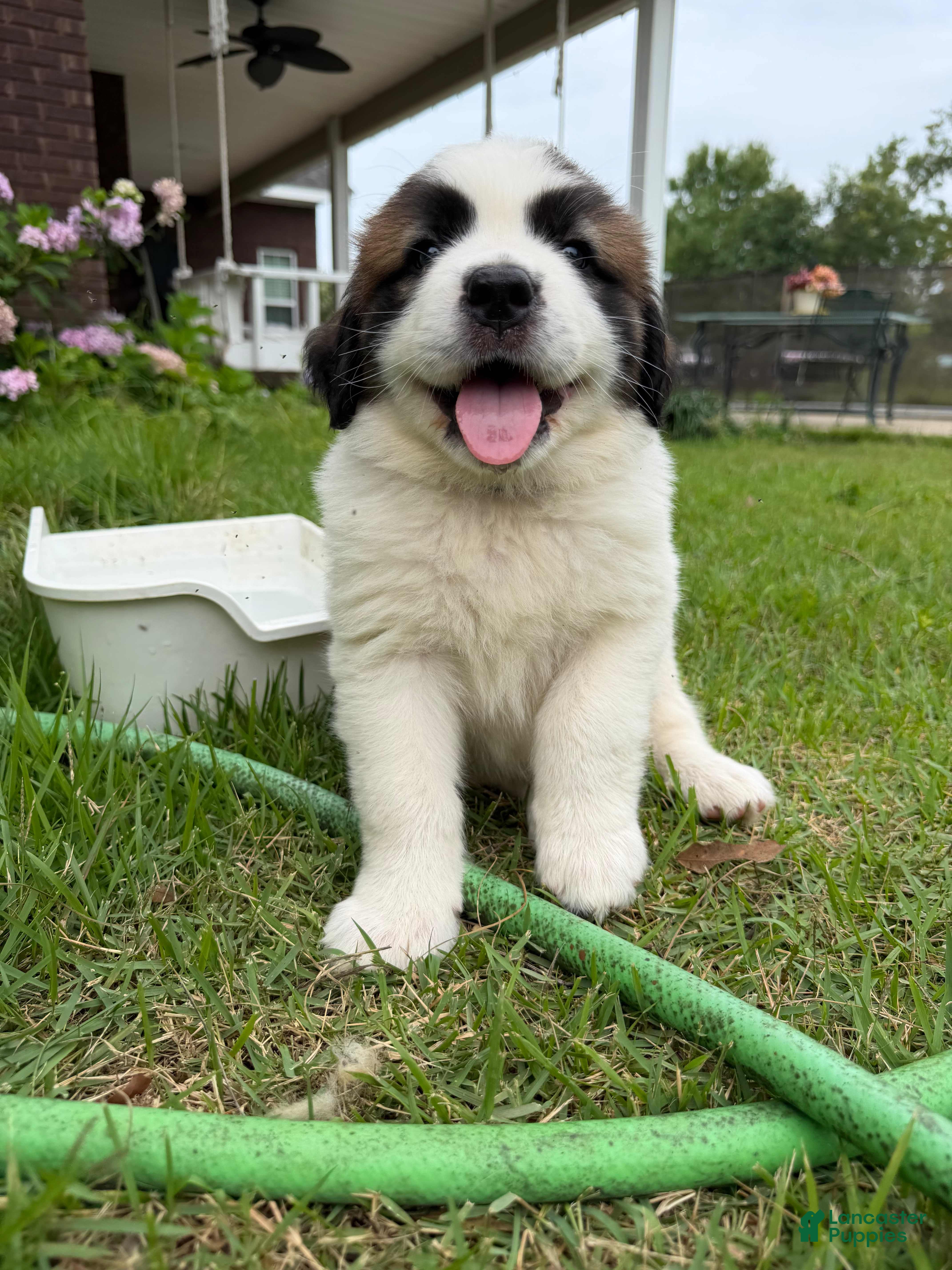 Mixed Breed dogs Saint Bernard Pyrenees mix Puppy 5 - Ad 31