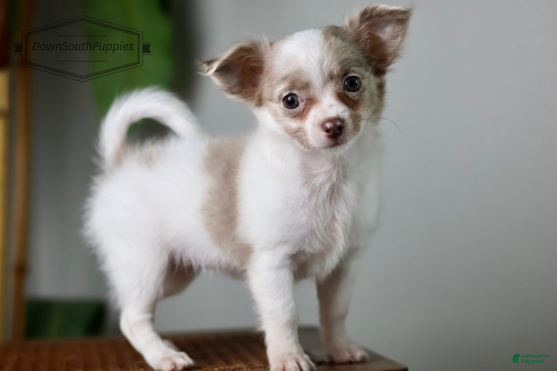 Long Haired Cane River Chihuahuas Long Coat Chihuahua Puppies For