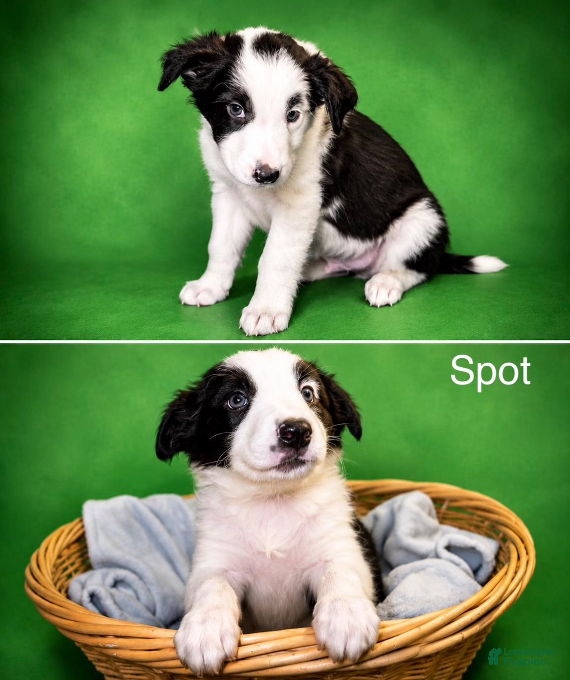 Border Collie dogs Spot - Ad 16