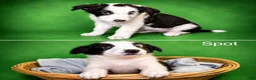 Border Collie dogs for sale: Spot - Ad 1