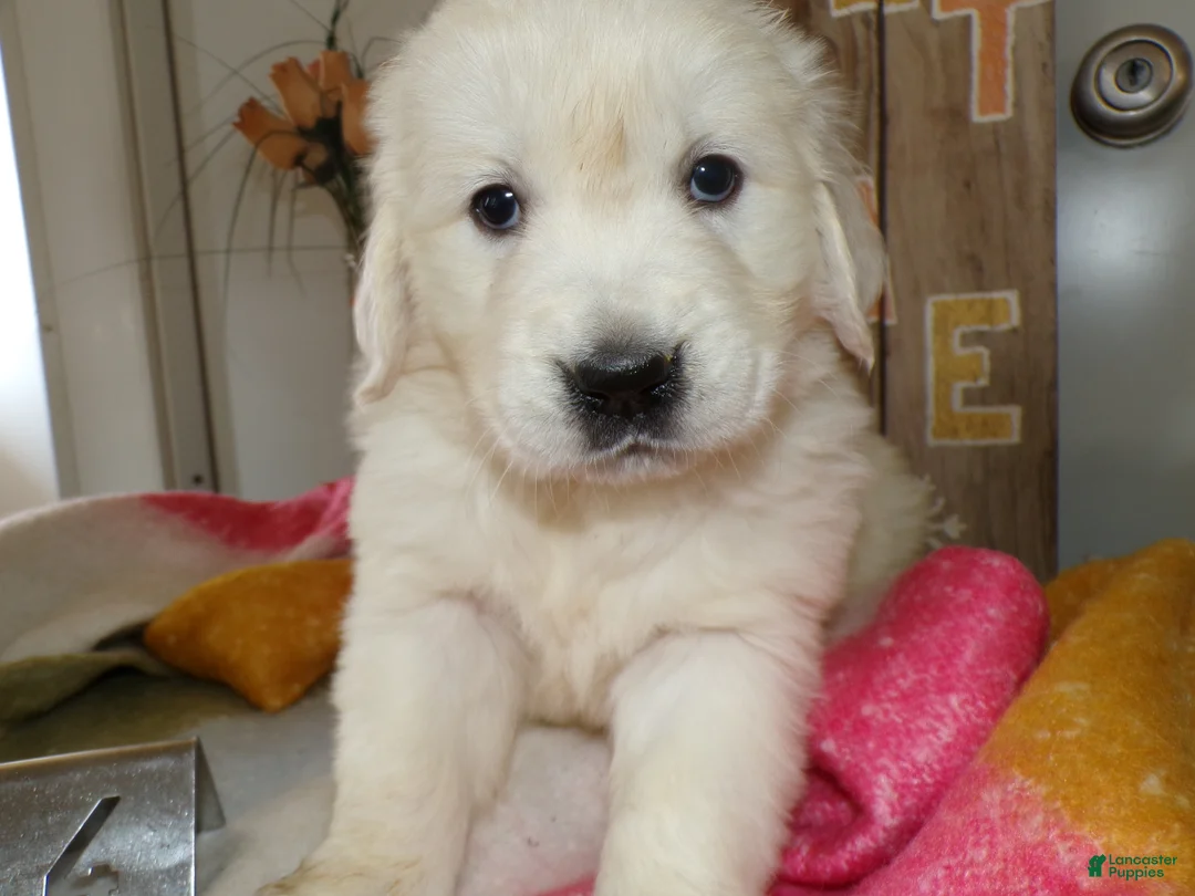 Golden Retriever dogs for sale: Golden Retriever Puppy 4 Kyrista - Ad 4