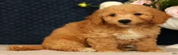Bichpoo dogs for sale: Jasper - Ad 3