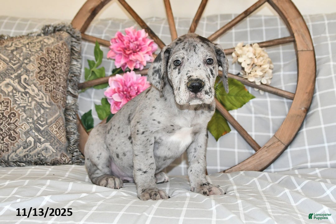 Great Dane dogs for sale: Captian - Ad 2