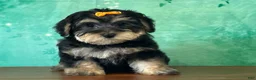 Yochon dogs for sale: Remi - Ad 3