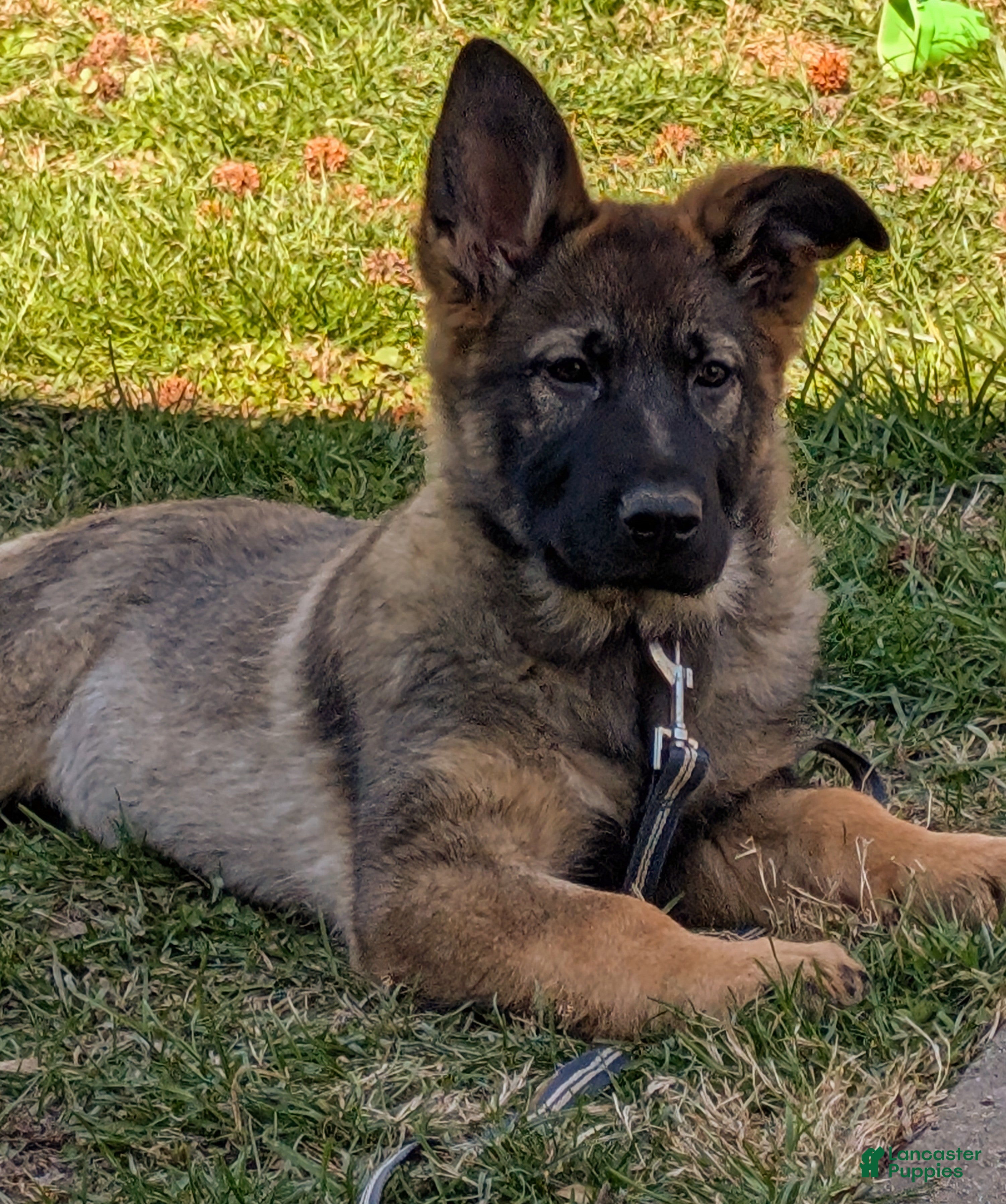 German Shepherd dogs Hitman  - Ad 1