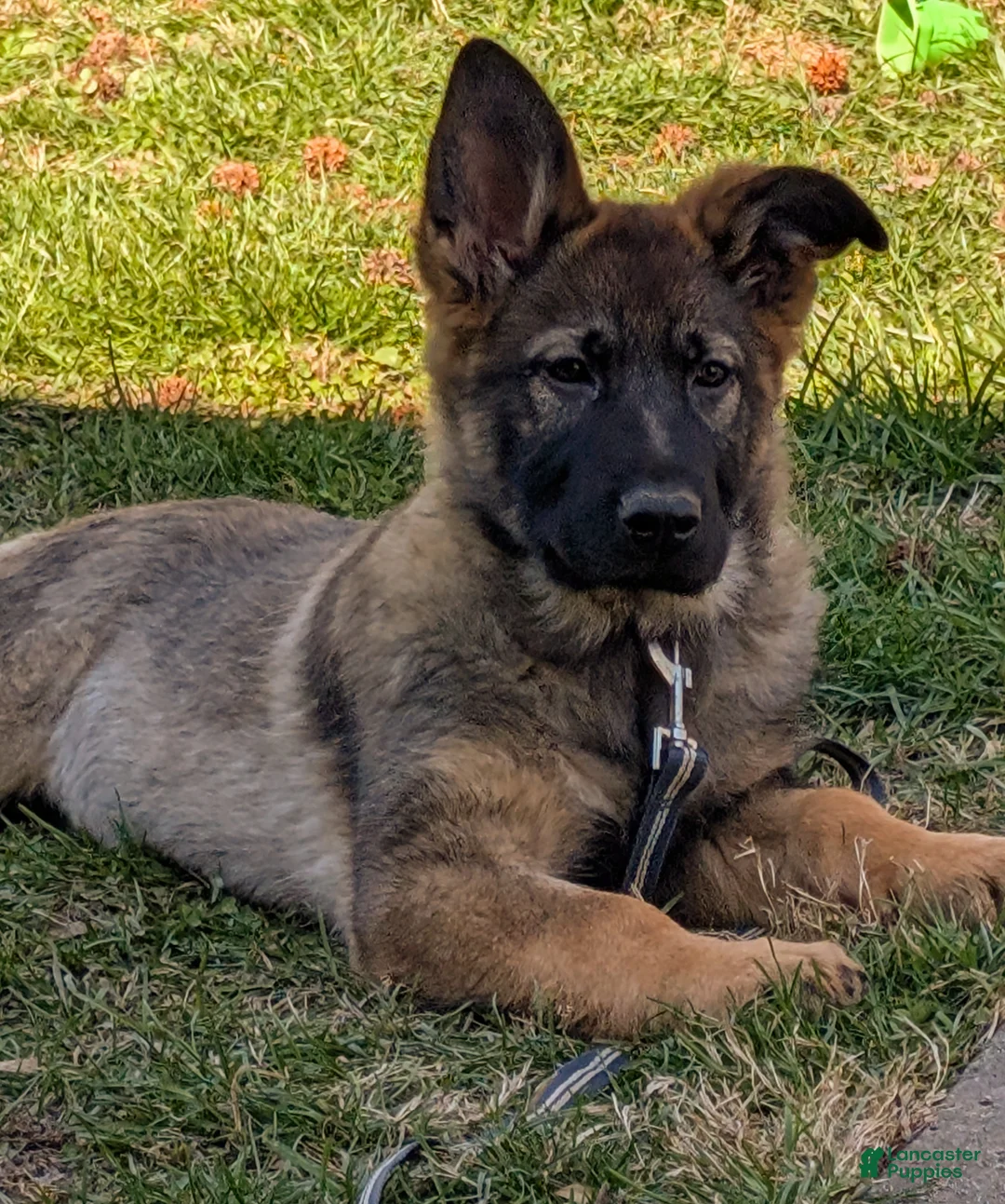 German Shepherd dogs for sale: Hitman  - Ad 1