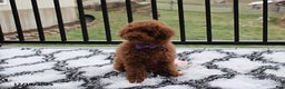 Toy Poodle dogs for sale: Pearl - Ad 7