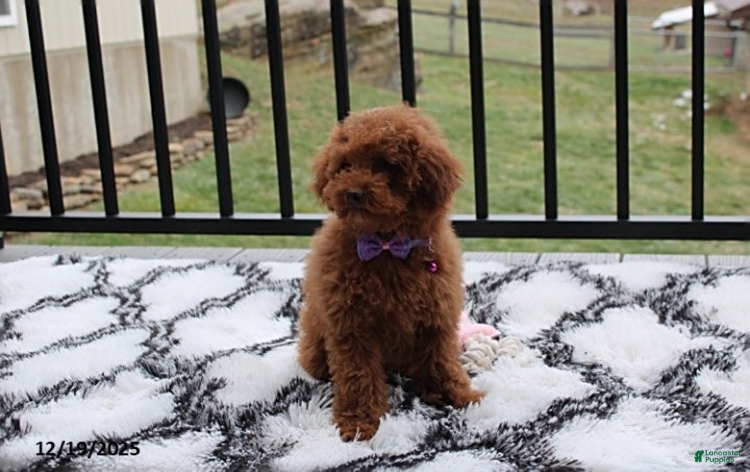 Toy Poodle dogs for sale: Pearl - Ad 7