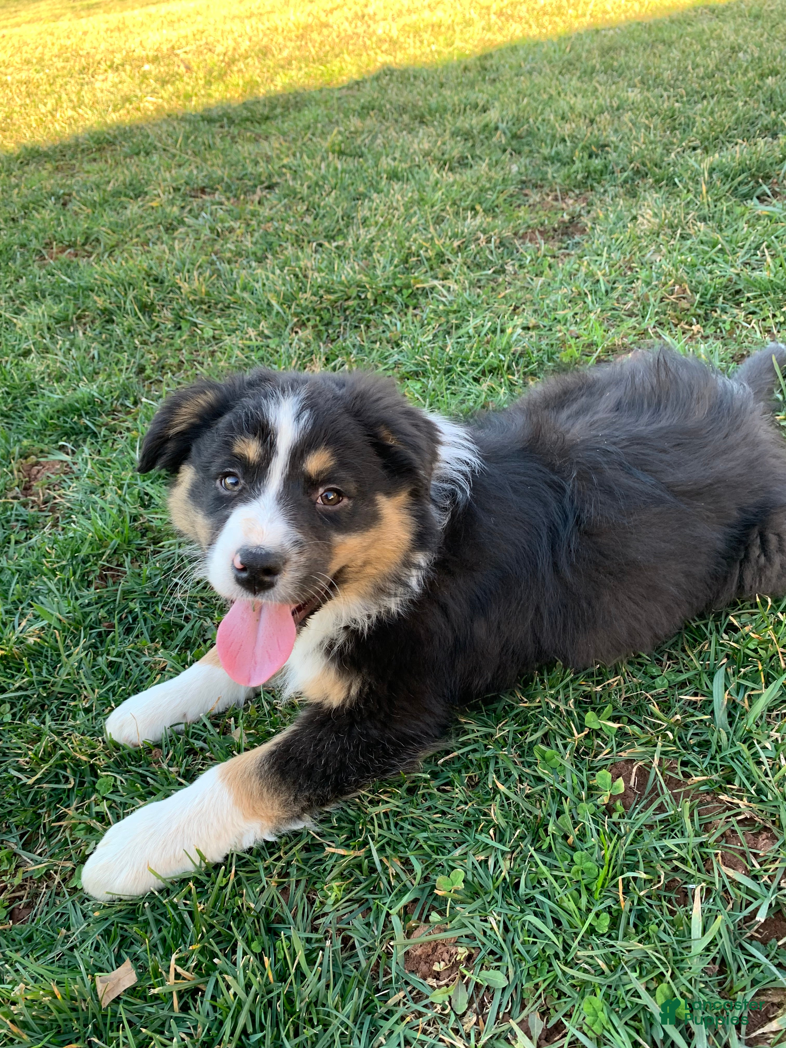 Australian Shepherd dogs Tara - Ad 1