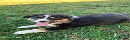 Australian Shepherd dogs for sale: Tara - Ad 1