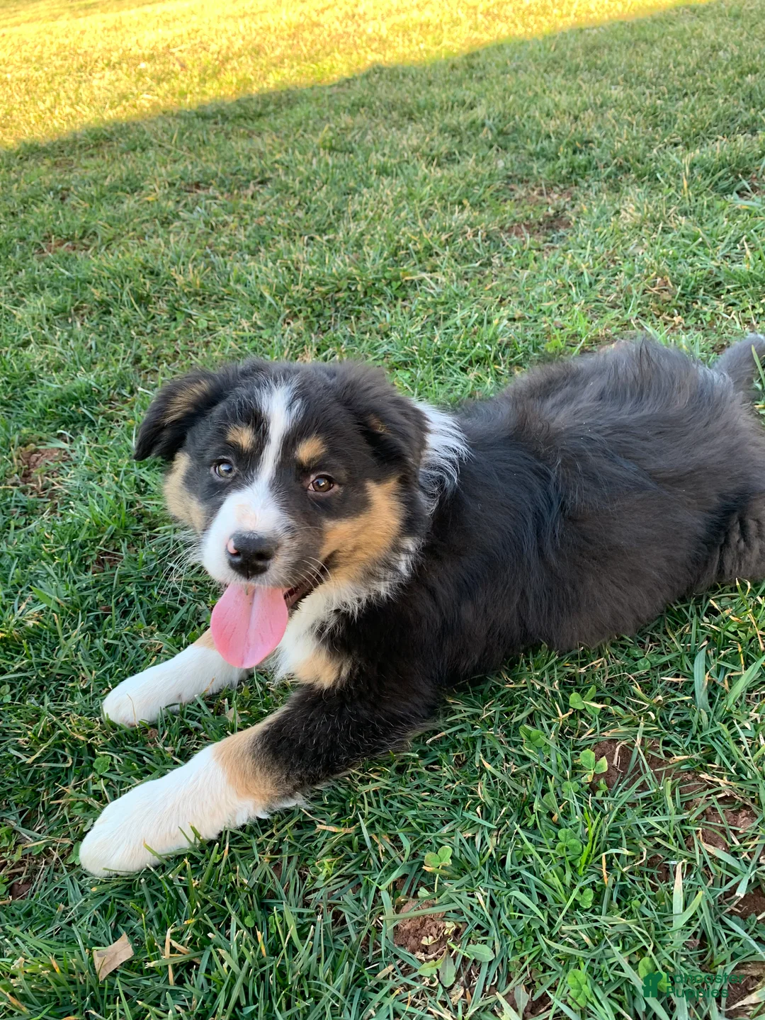 Australian Shepherd dogs for sale: Tara - Ad 1