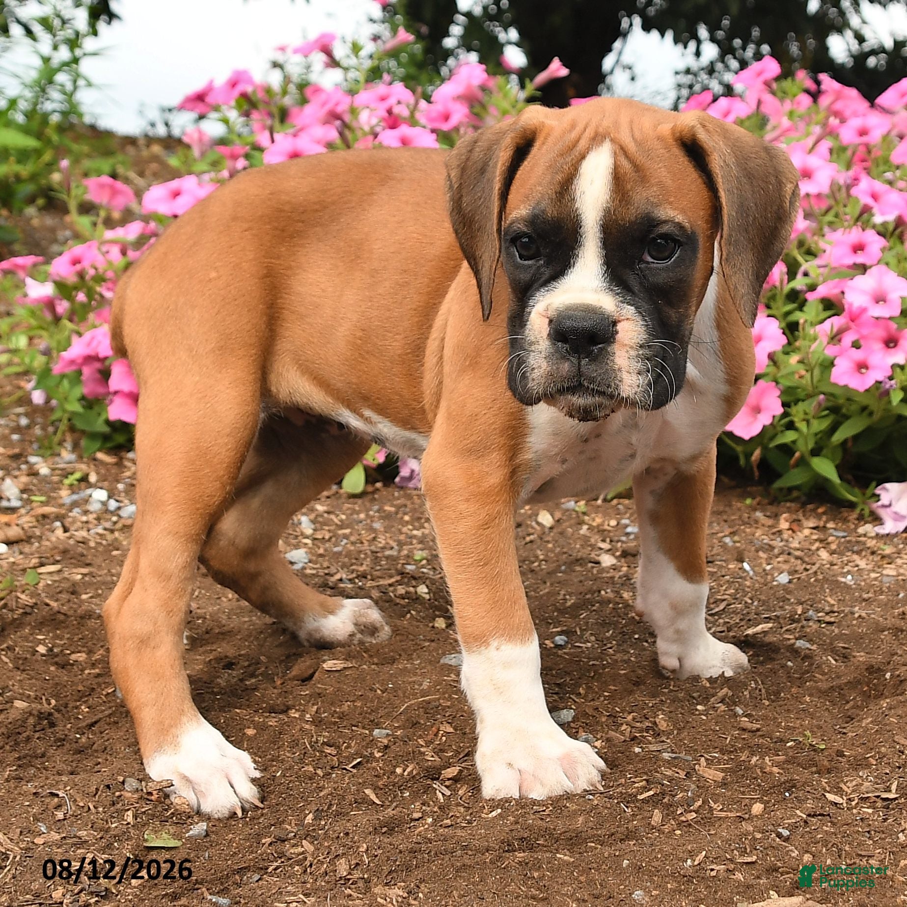 Boxer dogs Tassie - Ad 2