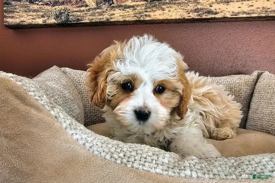 Cavapoo dogs for sale: Daisy Cake - Ad 1