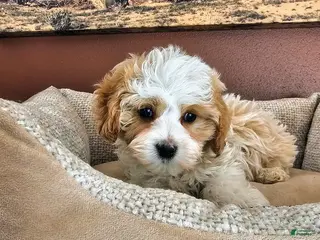 Cavapoo dogs Daisy Cake - Ad 28