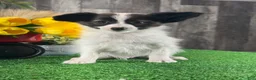 Papillon dogs for sale: Rascal  - Ad 3
