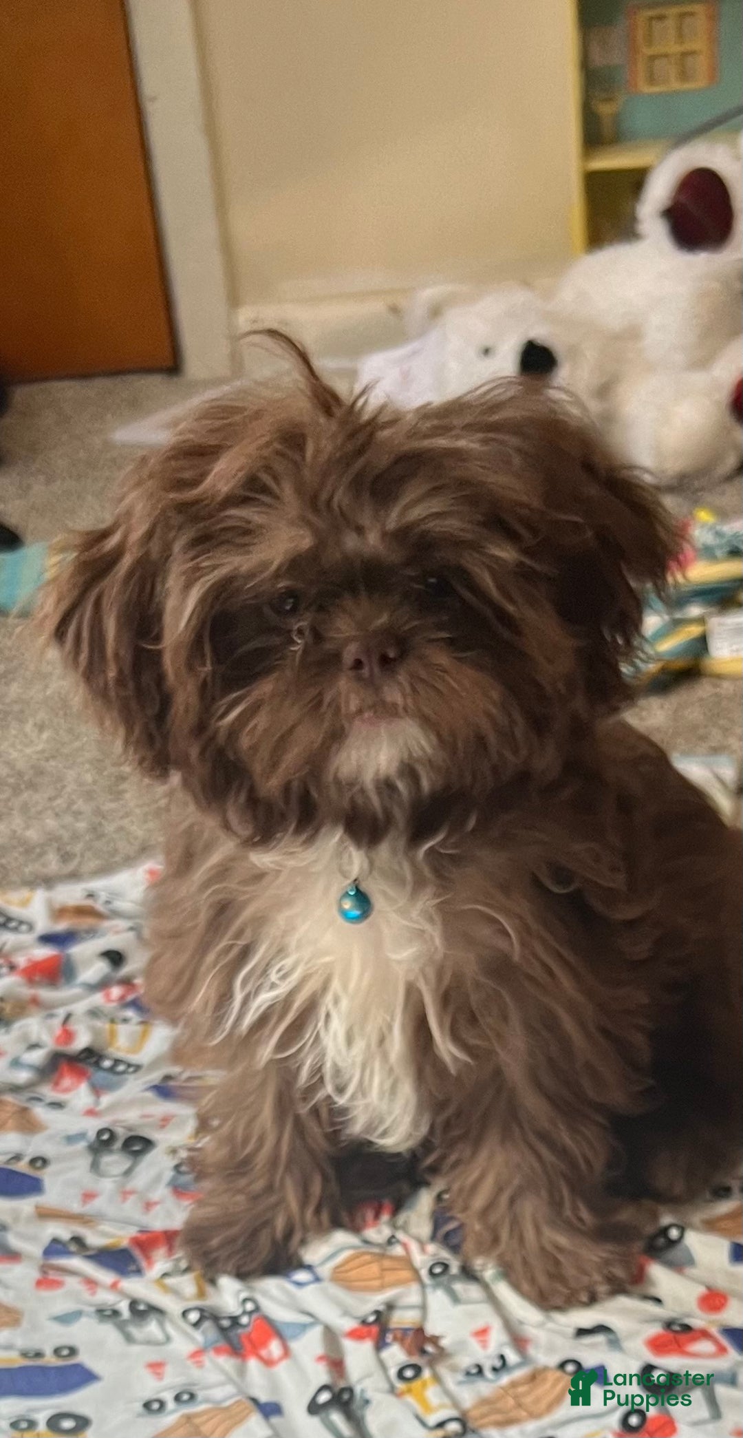 Shihpoo dogs for sale: Luna - Ad 13