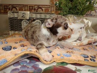 Chihuahua dogs Chihuahua Puppy 2 rudy - Ad 37