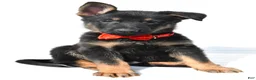 German Shepherd dogs for sale: Lance - Ad 7