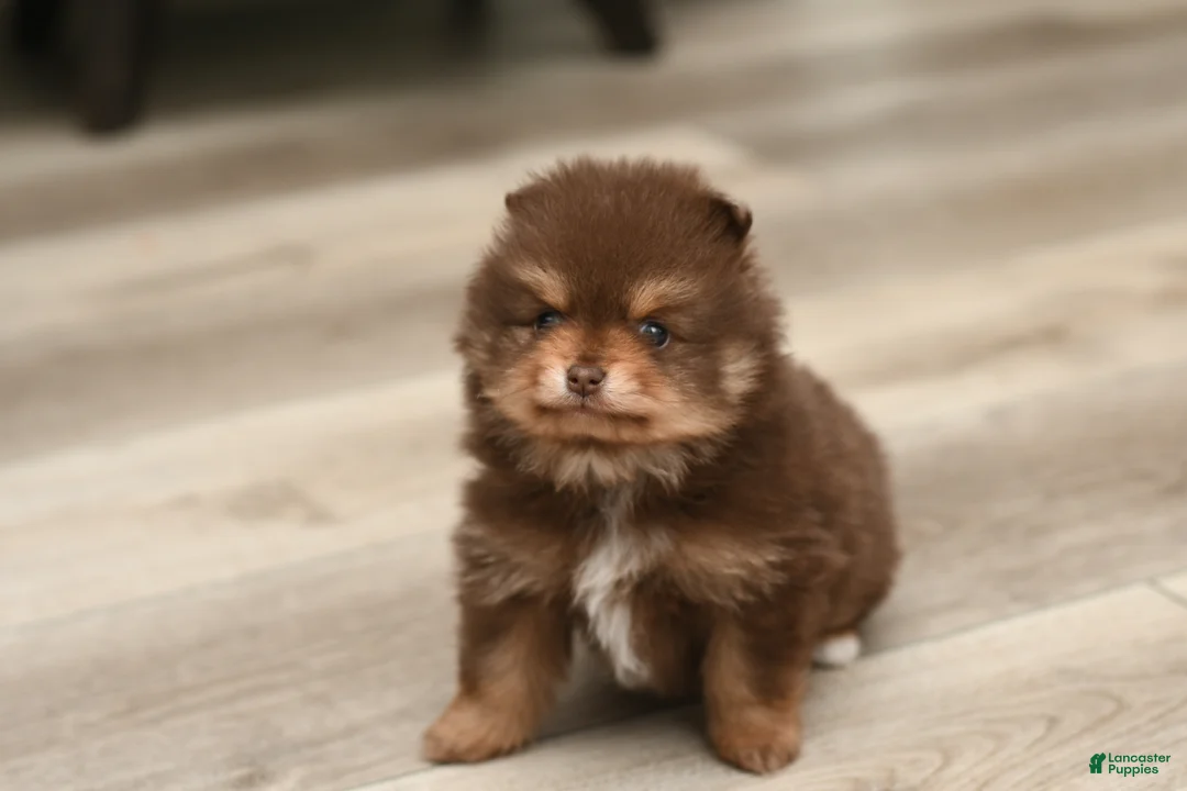 Pomeranian dogs for sale: Patrick  - Ad 3