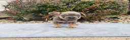 French Bulldog dogs for sale: Sadie - Ad 12
