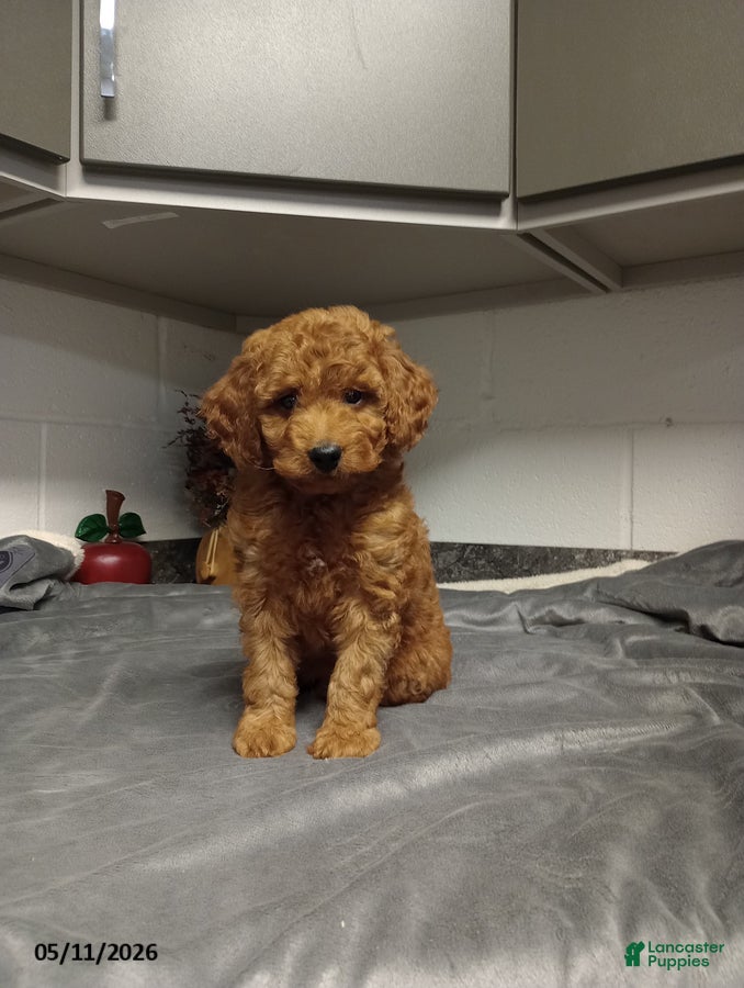 Mini Goldendoodle dogs Dustin - Ad 32