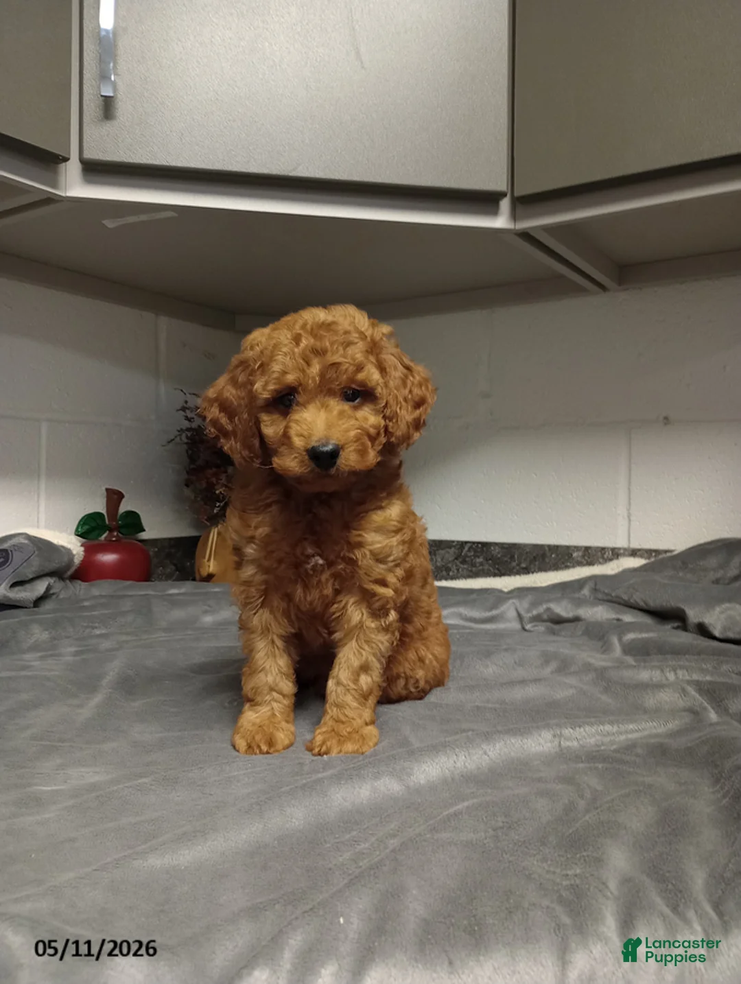 Mini Goldendoodle dogs for sale: Dustin - Ad 1