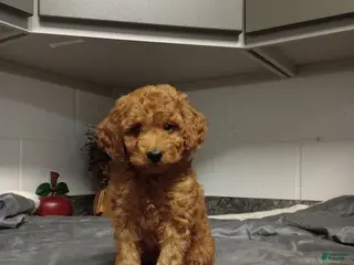 Mini Goldendoodle dogs Dustin - Ad 32