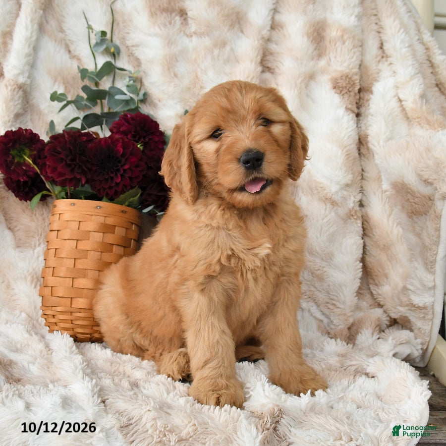 Goldendoodle dogs for sale: Harper - Ad 3