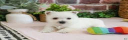 West Highland Terrier dogs for sale: Bonnie - Ad 4