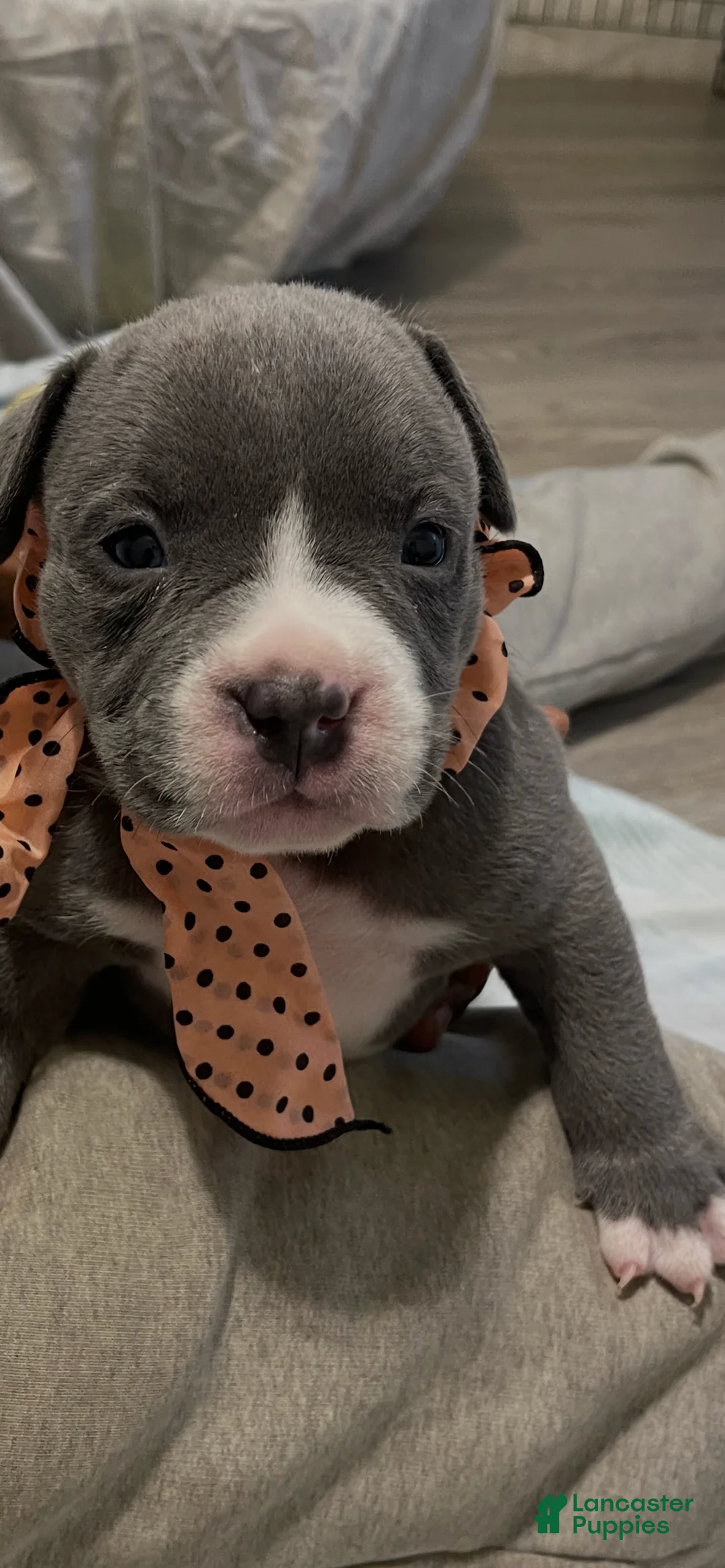 American Bully dogs for sale: American Bully 3 - Ad 1