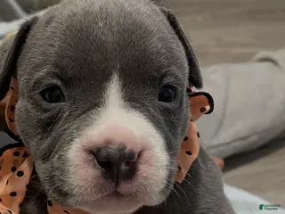 American Bully dogs American Bully 3 - Ad 11
