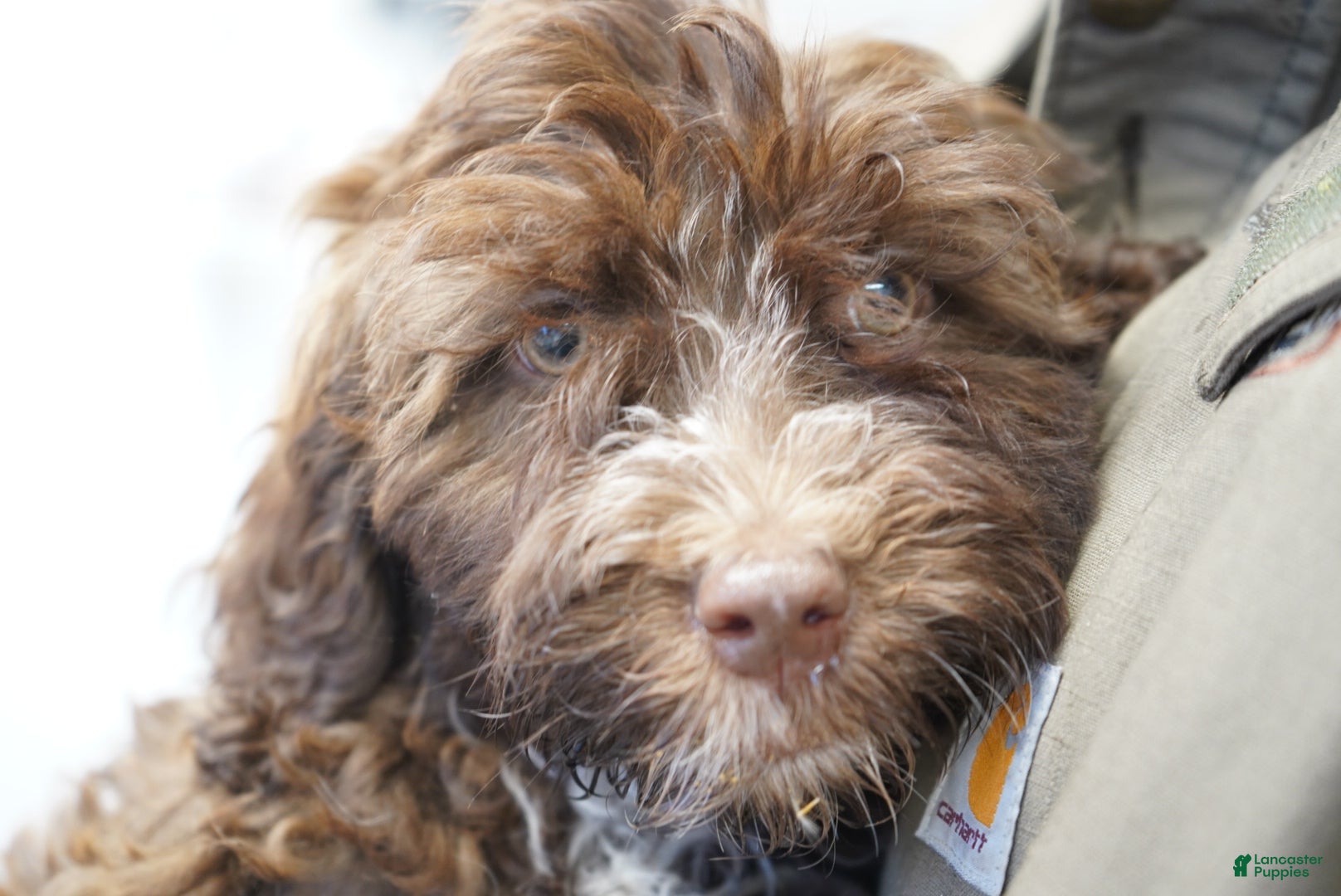 Portuguese Water Dog dogs Sofi  - Ad 2