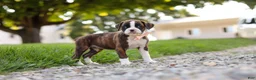 Boxer dogs for sale: Lillian - Ad 6
