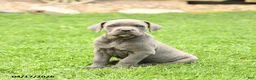 Cane Corso dogs for sale: Sarge - Ad 3